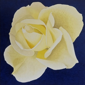 Rosa Amarilla 2